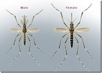 http://pebblekeeper.files.wordpress.com/2012/06/male-mosquitoes-300x215_thumb.jpg