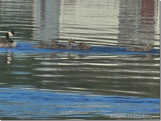 May 18 2011 Goslings of the Canada Goose (Branta canadensis) 6